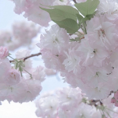 广宗福瑞交流群